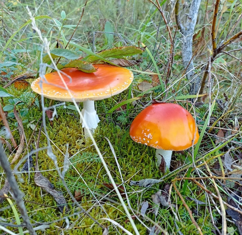 Виды мухомора