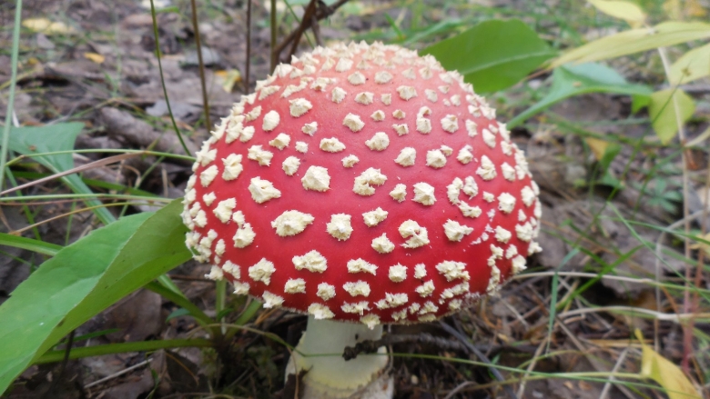 Agaricus muscarius — красный мухомор