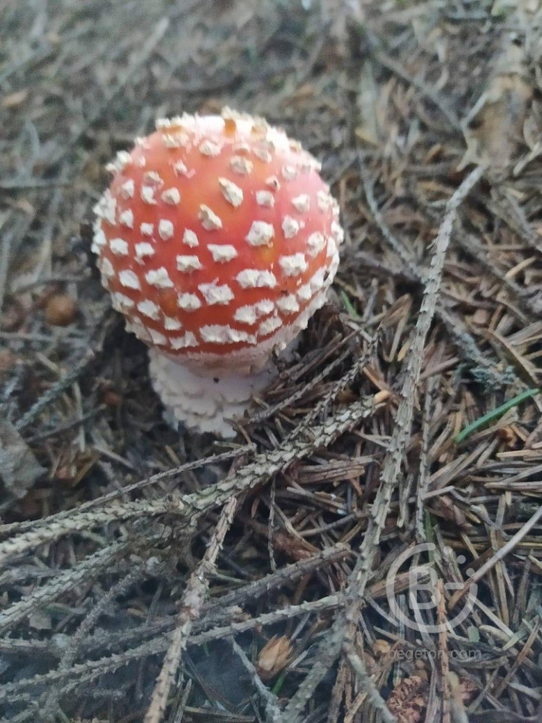 Мухомор красный