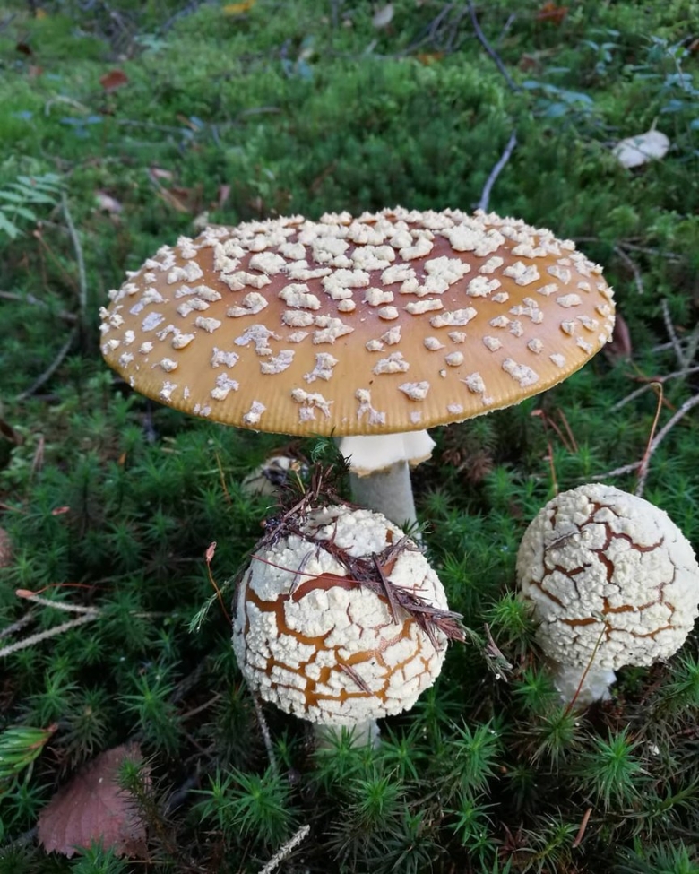 Разновидности мухоморов