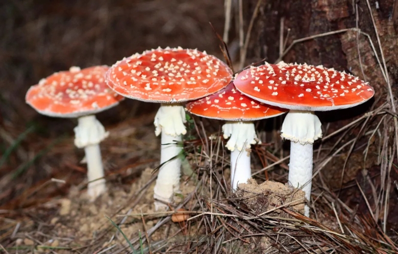 Обои на рабочий стол мухомор