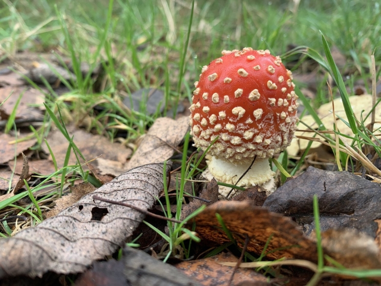 Мухомор цезаря