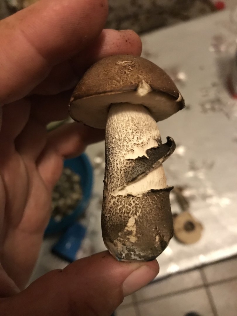 Подберёзовик жестковатый Leccinum duriusculum