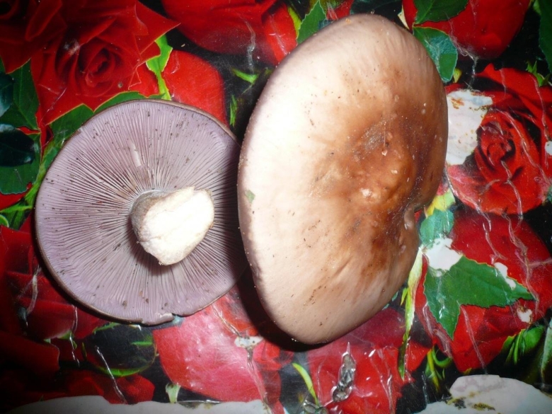 Боровик розовокожий гриб