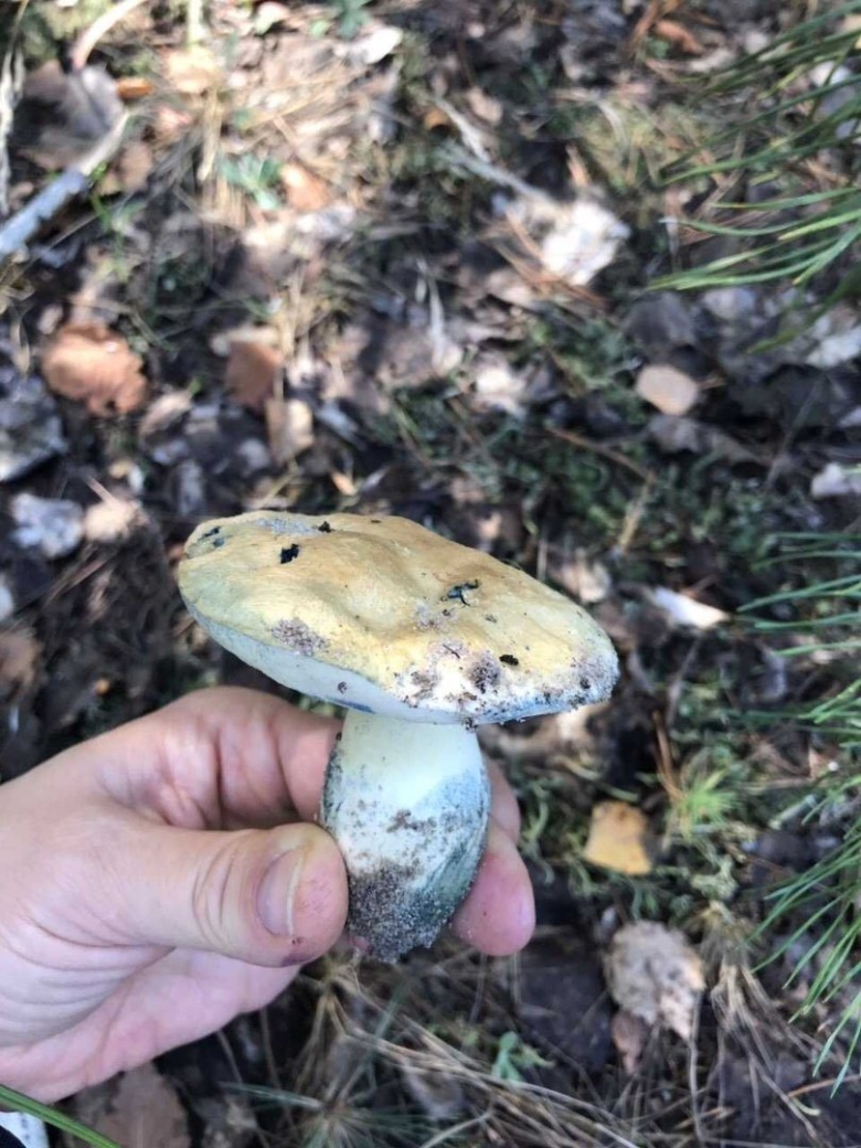 Гиропорус синеющий