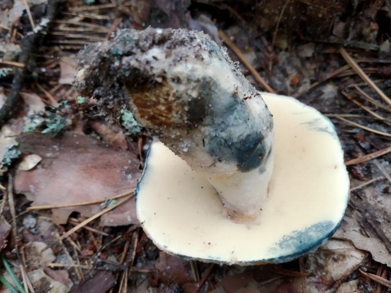 Гриб Гиропорус синеющий
