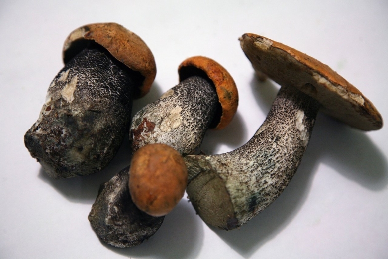 Ложный подосиновик