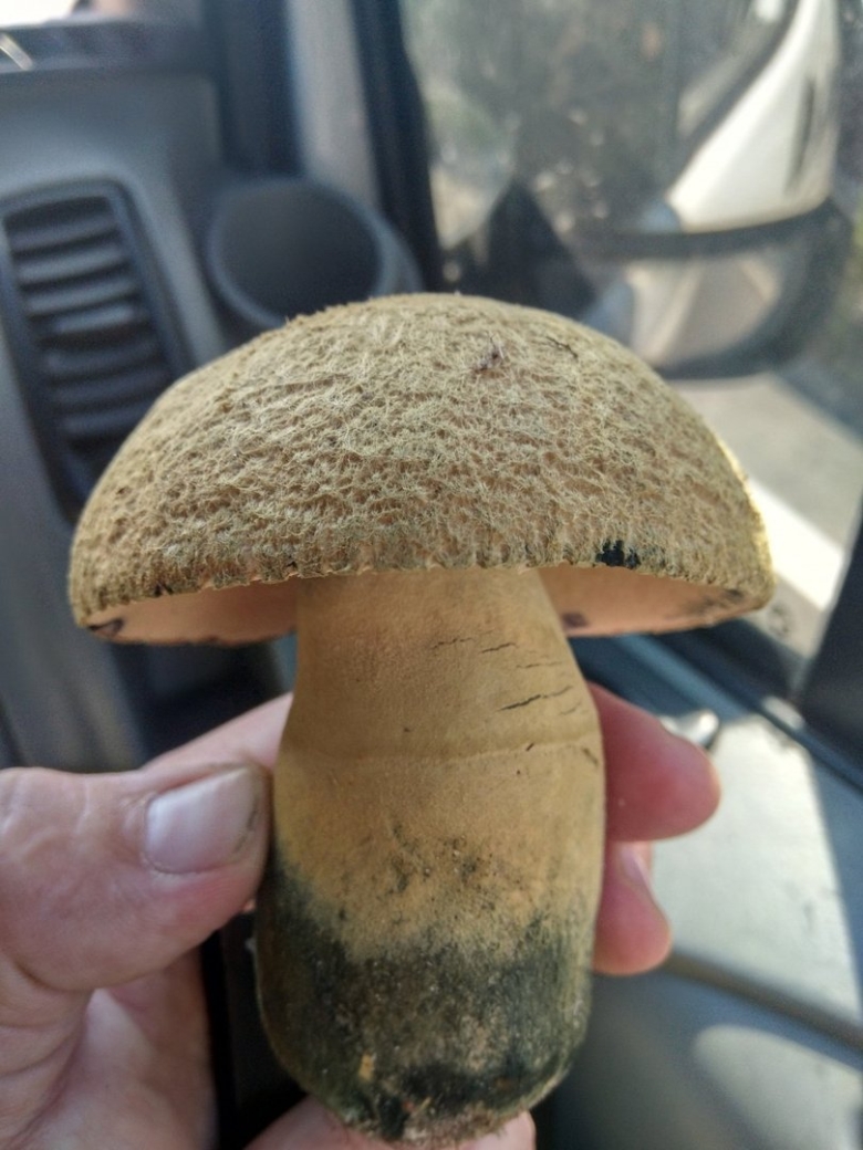 Подосиновик синеет