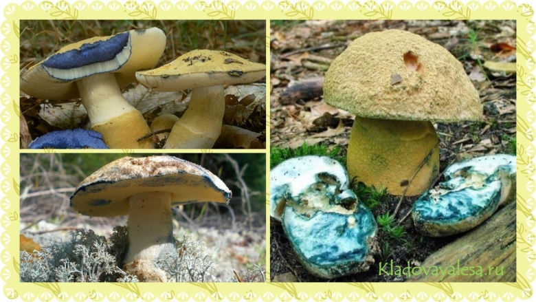 Гриб синяк гиропорус