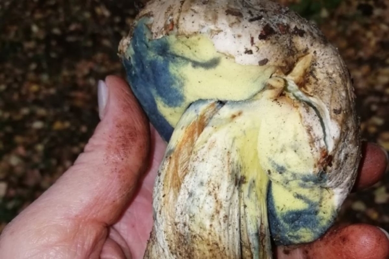 Ядовитый синеющий гриб