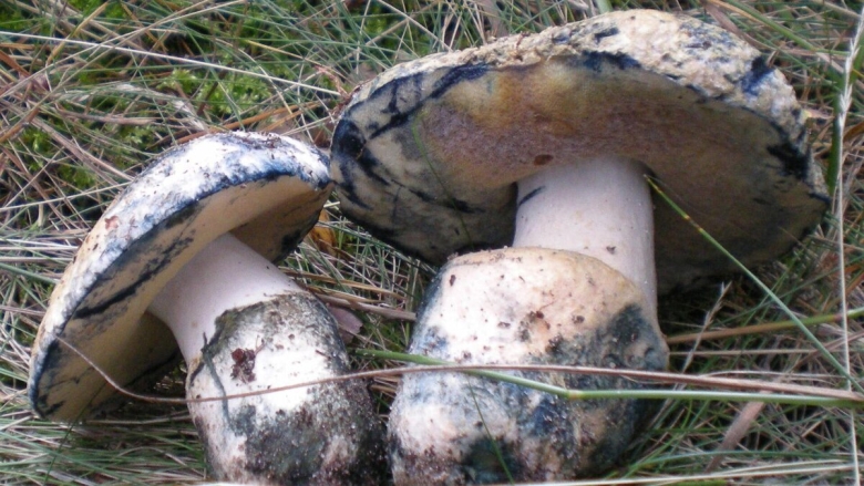 Гиропорус синеющий gyroporus cyanescens