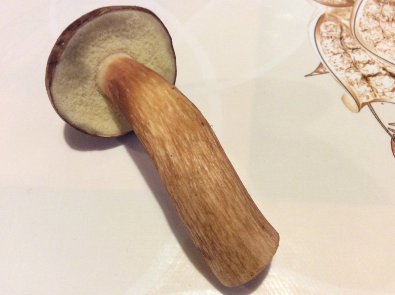 Польский гриб в разрезе