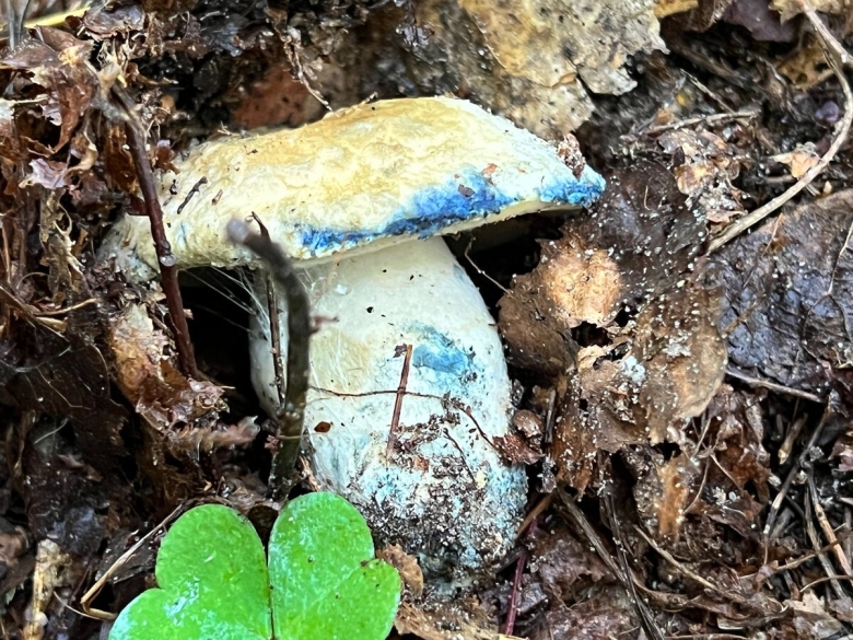Гиропорус синеющий gyroporus cyanescens