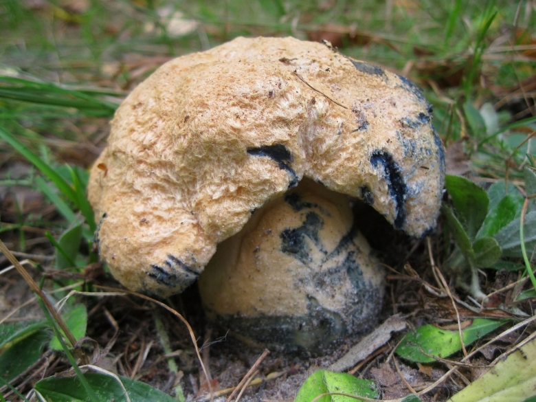 Гиропорус синеющий gyroporus cyanescens