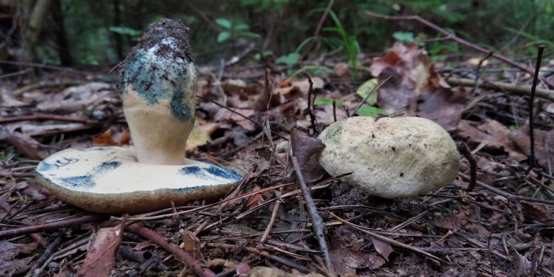 Грибы которые синеют на срезе