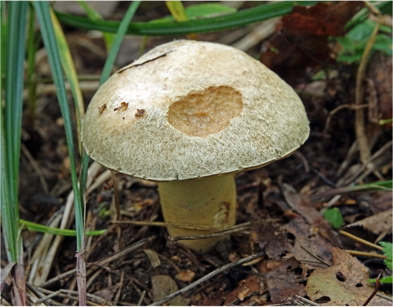 Гиропор синеющий