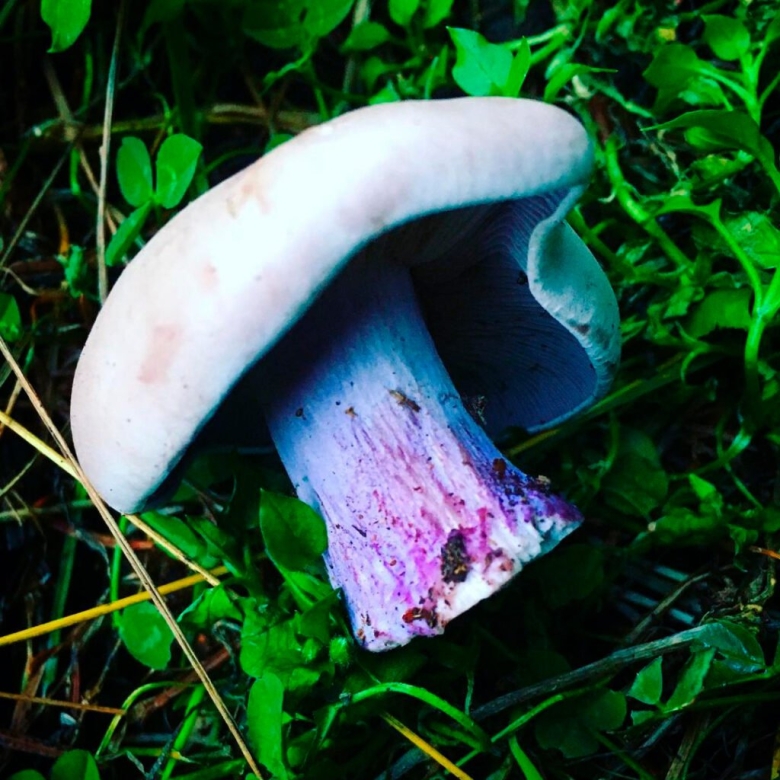 Грибы с синим оттенком
