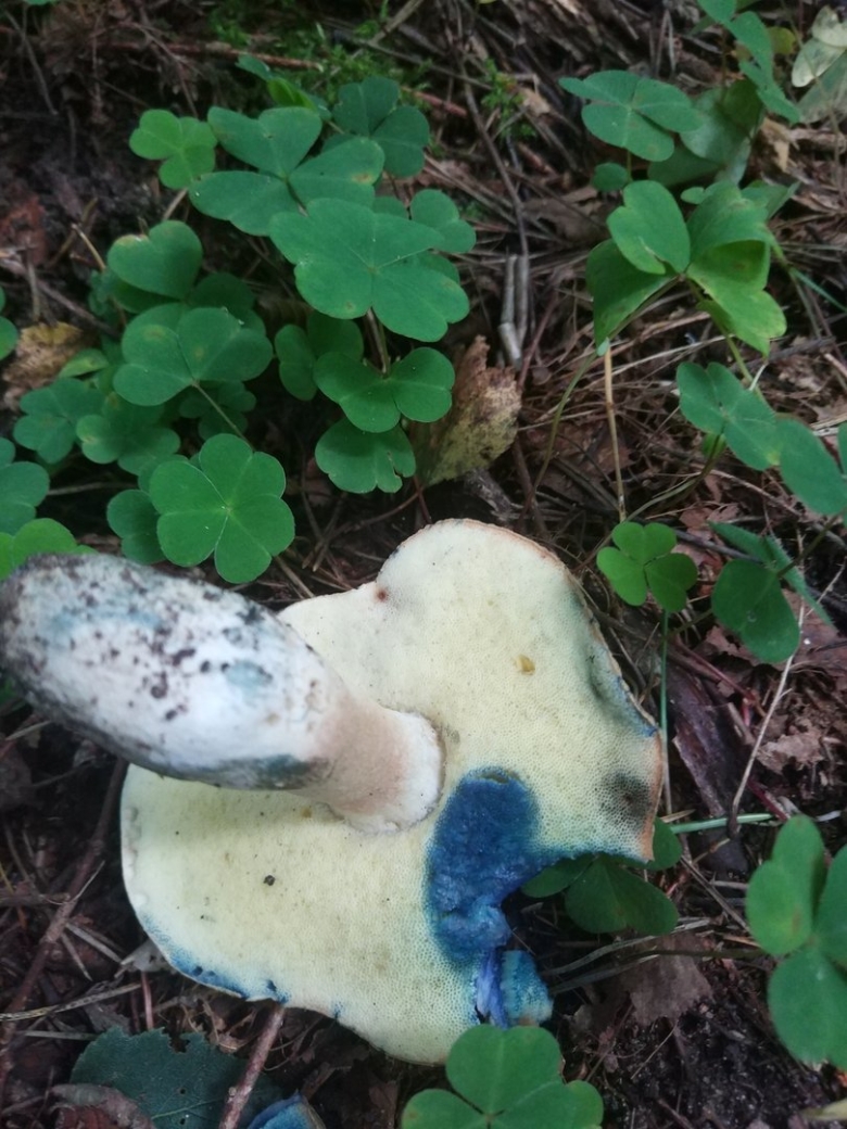 Поддубовик гриб синеющий