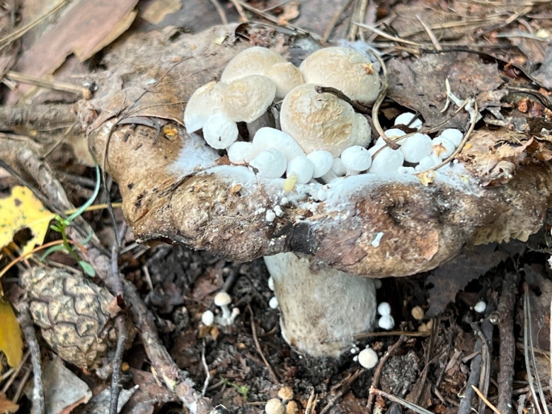 Астерофора дождевиковая