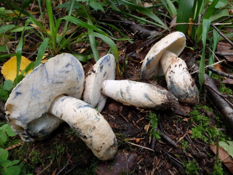 Гиропор каштановый Gyroporus castaneus зелёные страницы