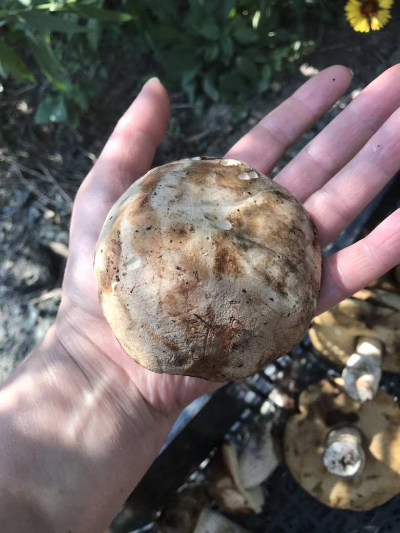 Грибы которые синеют при срезе