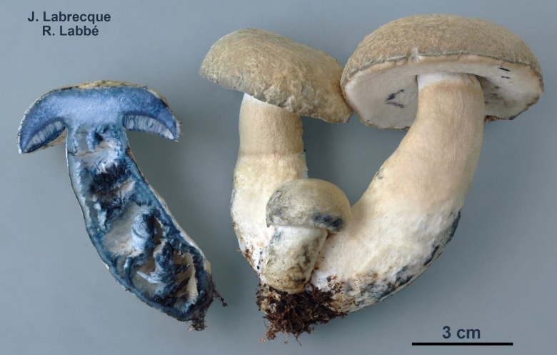 Гиропорус синеющий
