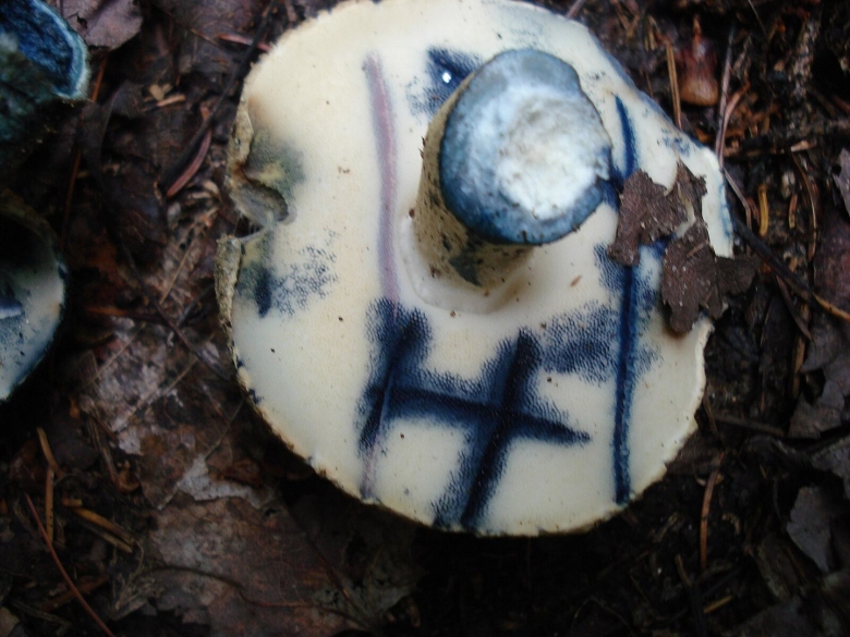 Гиропорус синеющий gyroporus cyanescens