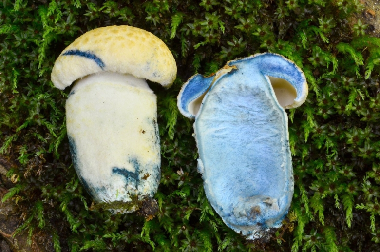 Болетус синеющий