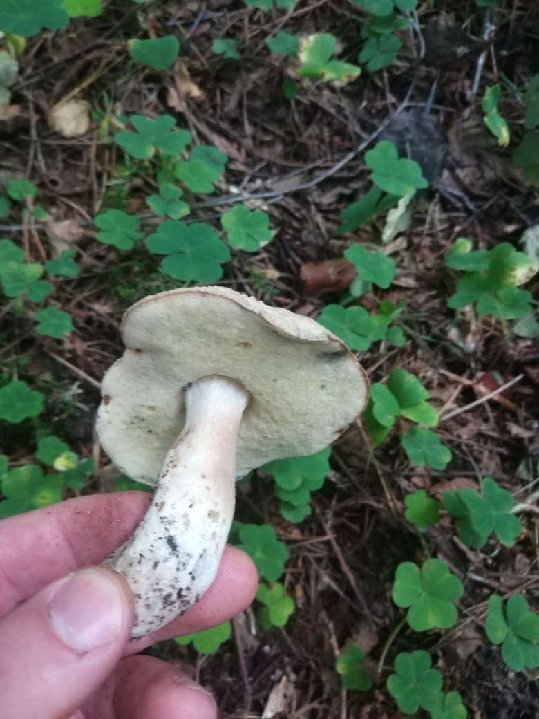 Гиропорус синеющий