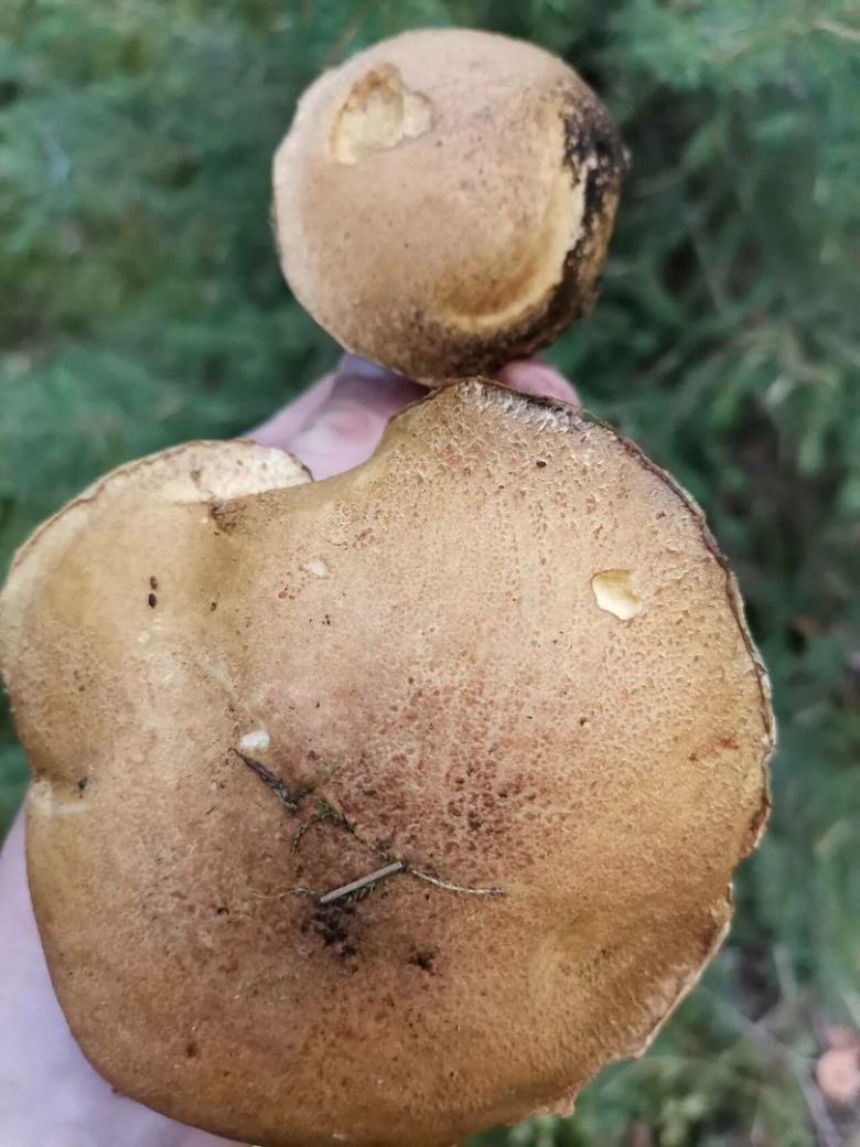 Козляк (suillus bovinus)
