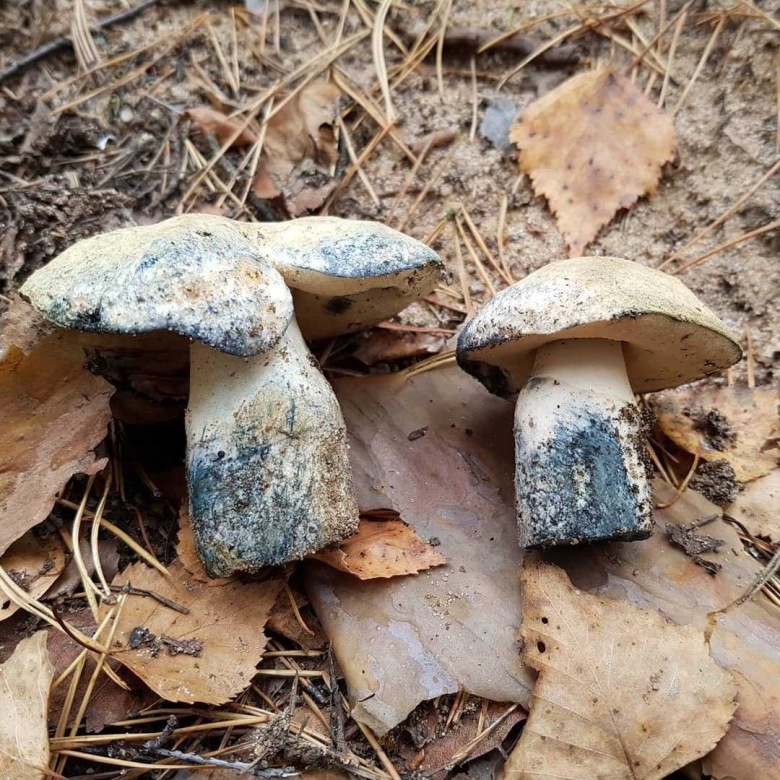 Гиропорус синеющий gyroporus cyanescens