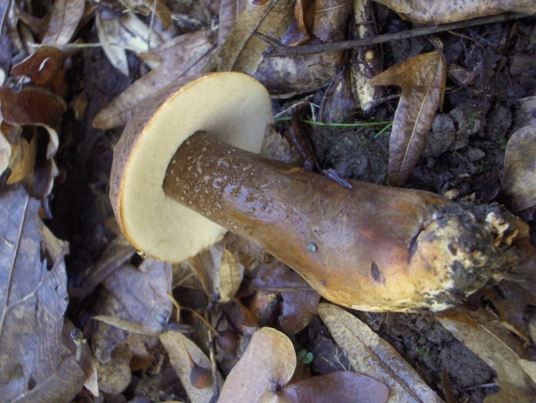 Гриб Гиропорус синеющий