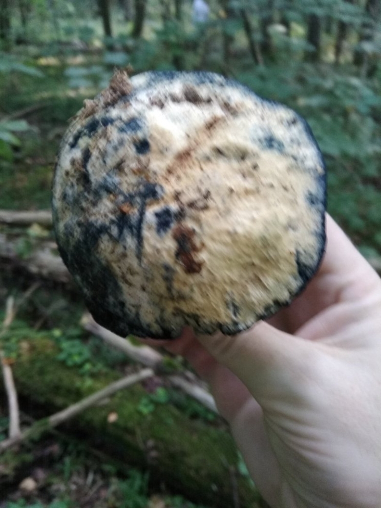 Гриб Гиропорус синеющий