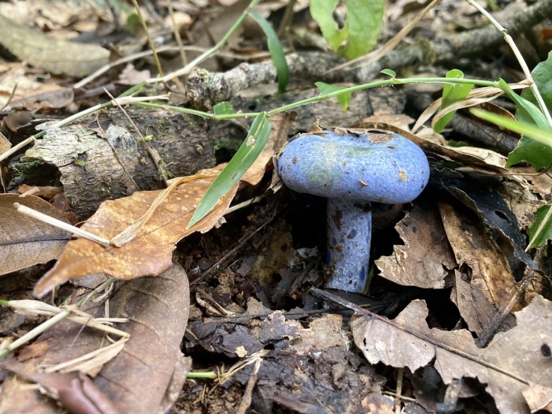 Млечник голубой гриб
