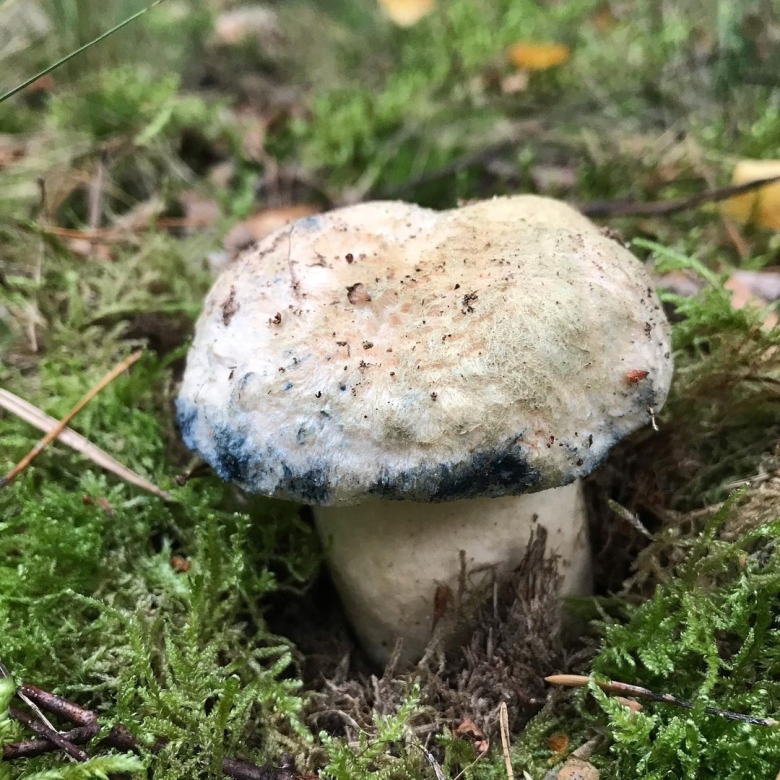 Гиропорус синеющий gyroporus cyanescens
