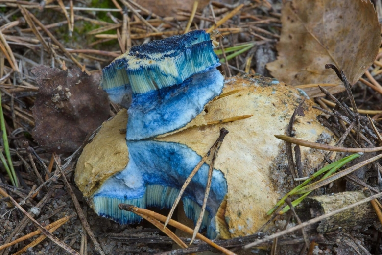 Гиропорус синеющий gyroporus cyanescens