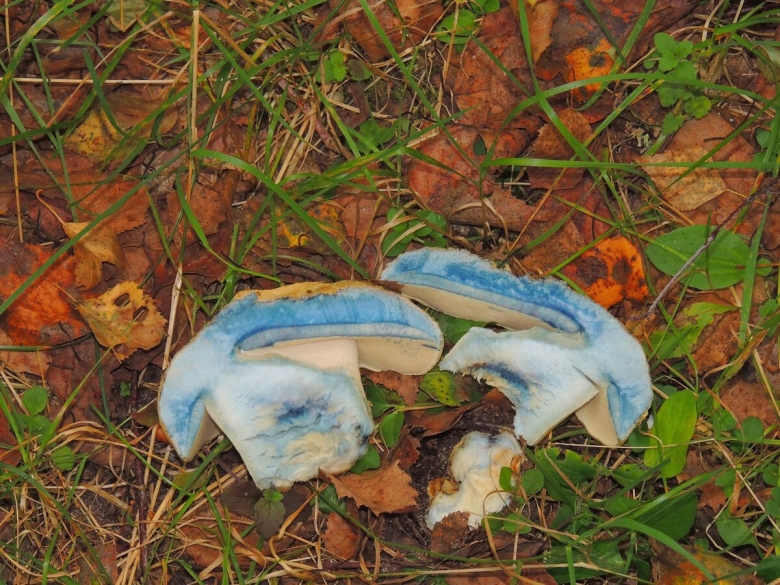 Гиропорус синеющий gyroporus cyanescens