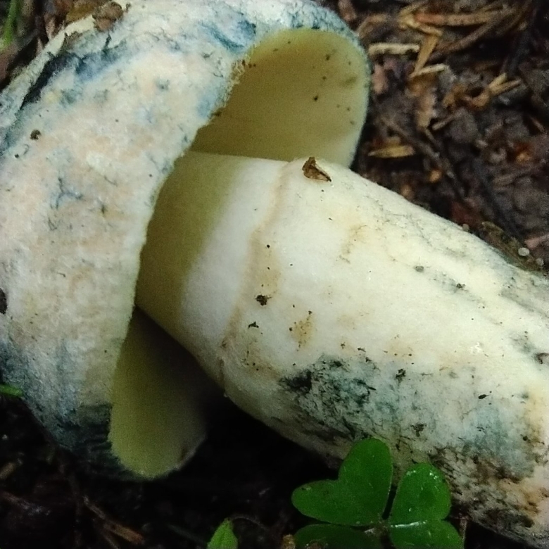 Гиропорус синеющий грибы