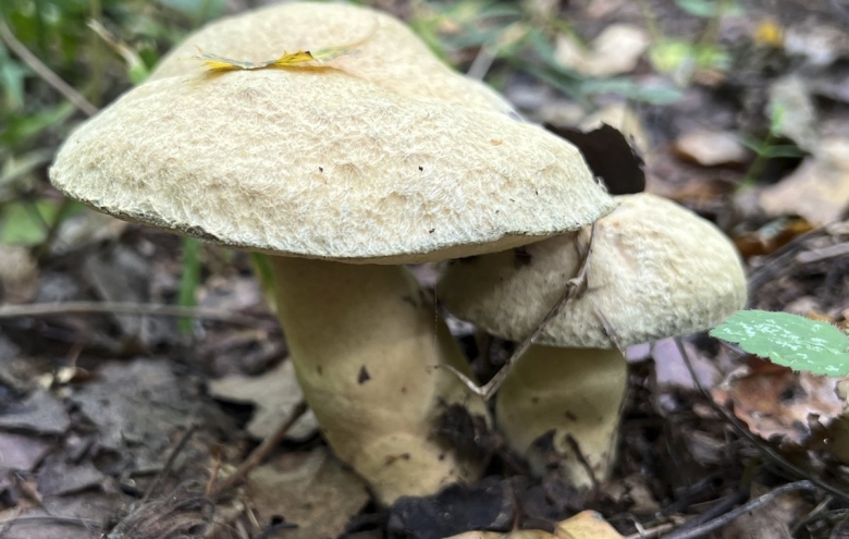 Рядовка серая съедобная