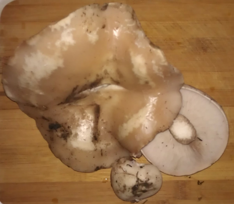 Синеножка гриб ложный