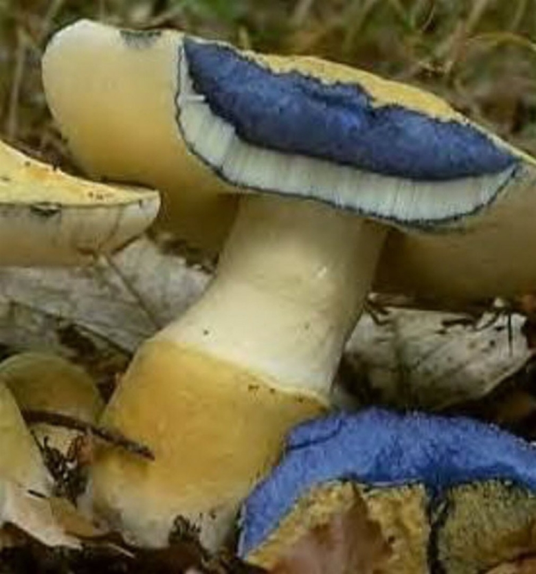 Козляк синеющий