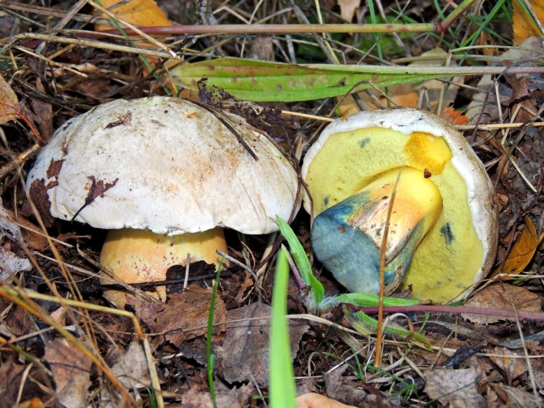 Гиропорус синеющий