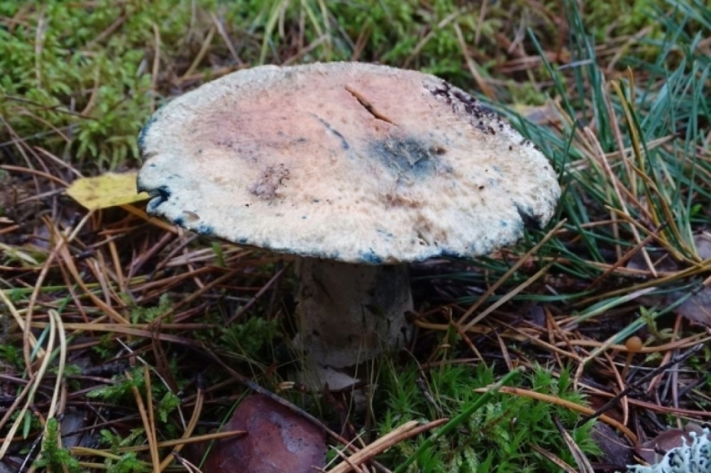 Гриб синяк гиропорус