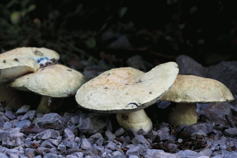 Болетус синеющий