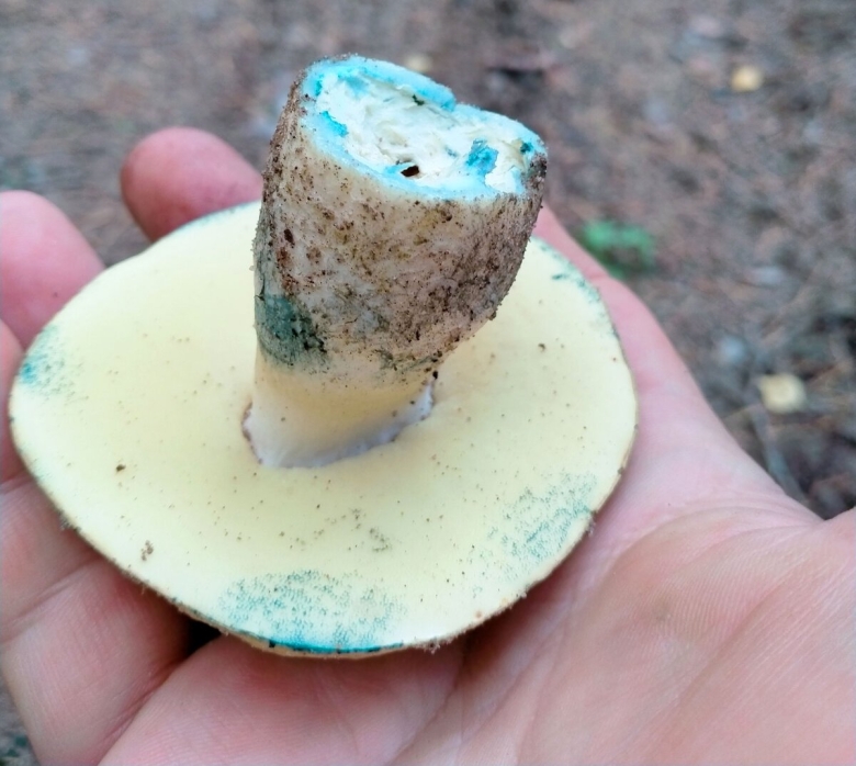 Съедобные грибы редкие