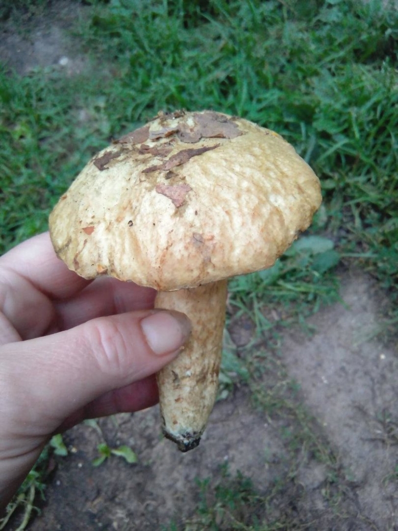 Съедобные грибы которые синеют