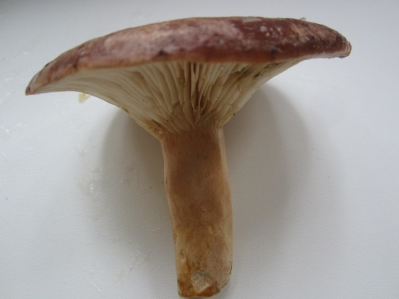 Гриб с вогнутой шляпкой
