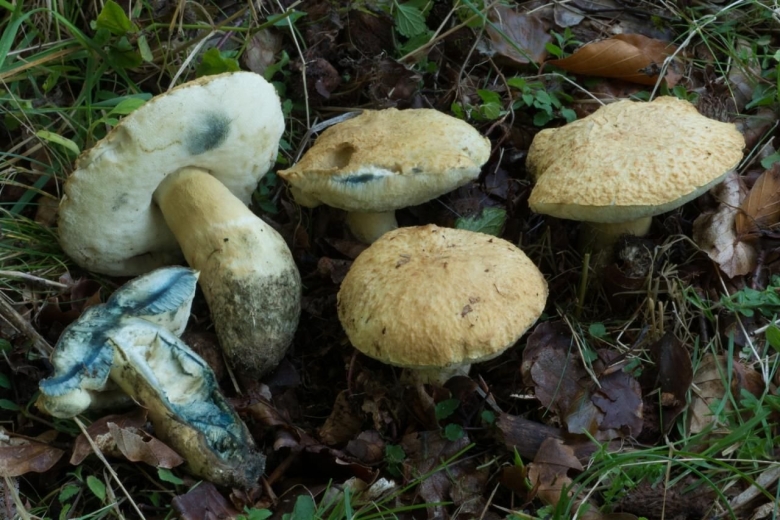 Гиропорус синеющий gyroporus cyanescens