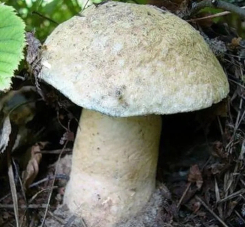 Гиропорус синеющий gyroporus cyanescens