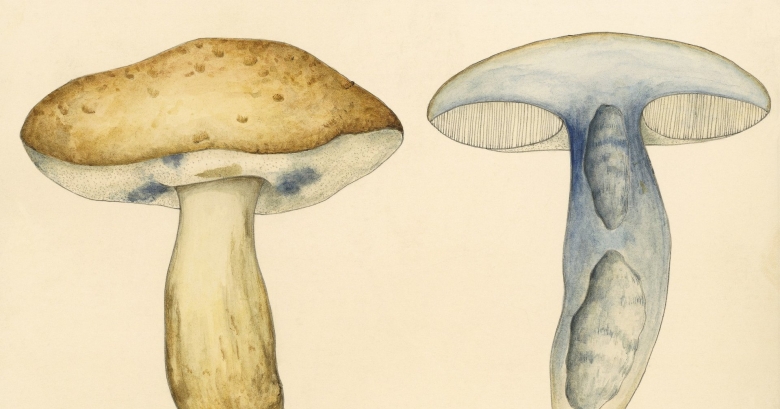 Гиропорус синеющий грибы